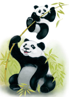 Circulaire Panda Chaussures en ligne